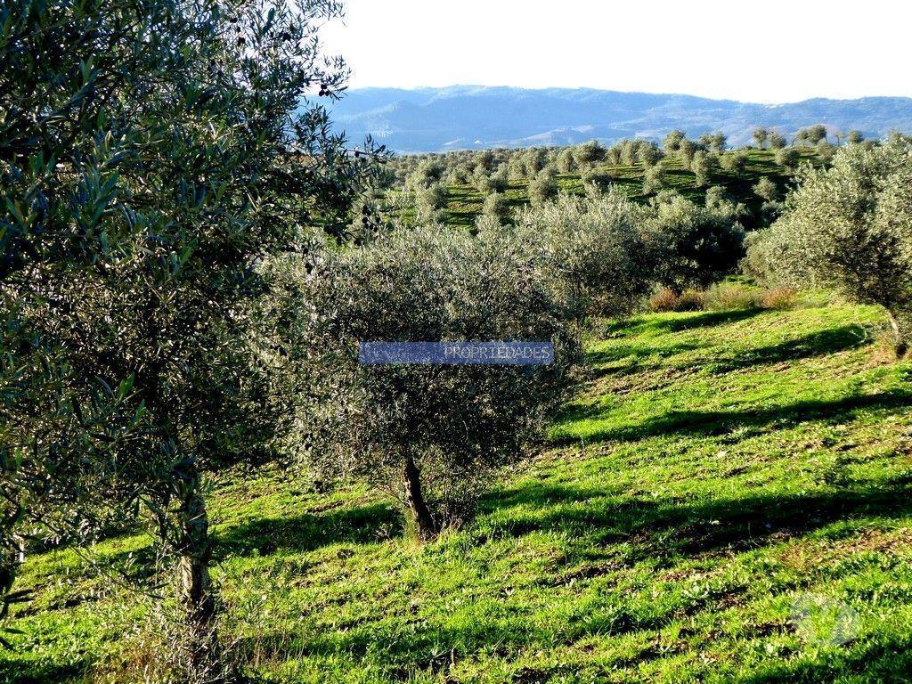 Terrenos Alfândega da Fé - Fotos para 88ha c Olival, Cortiça, Floresta e terra p novas plantações.