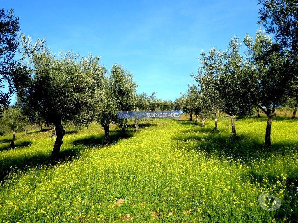 Terrenos Alfândega da Fé - Fotos para 88ha c Olival, Cortiça, Floresta e terra p novas plantações.