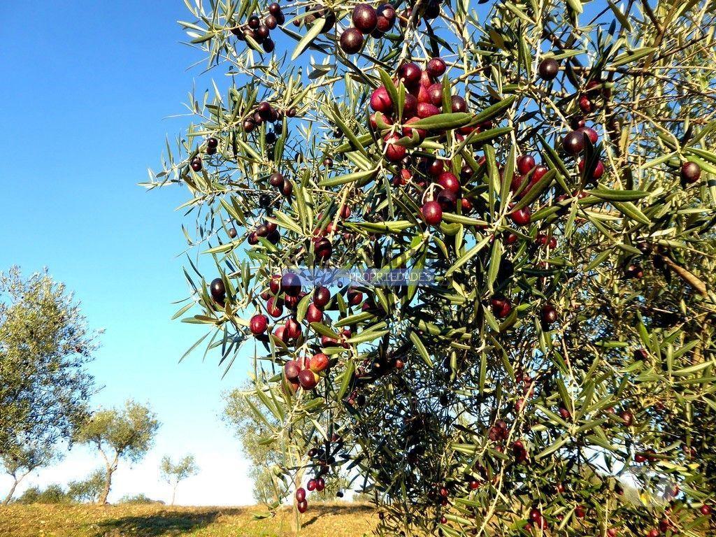 Terrenos Alfândega da Fé - Fotos para 88ha c Olival, Cortiça, Floresta e terra p novas plantações.