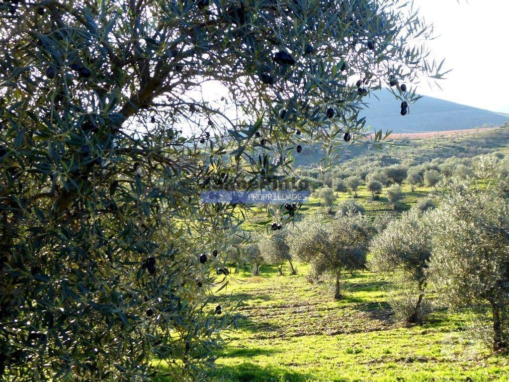 Terrenos Alfândega da Fé - Fotos para 88ha c Olival, Cortiça, Floresta e terra p novas plantações.