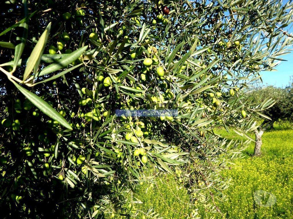 Terrenos Alfândega da Fé - Fotos para 88ha c Olival, Cortiça, Floresta e terra p novas plantações.