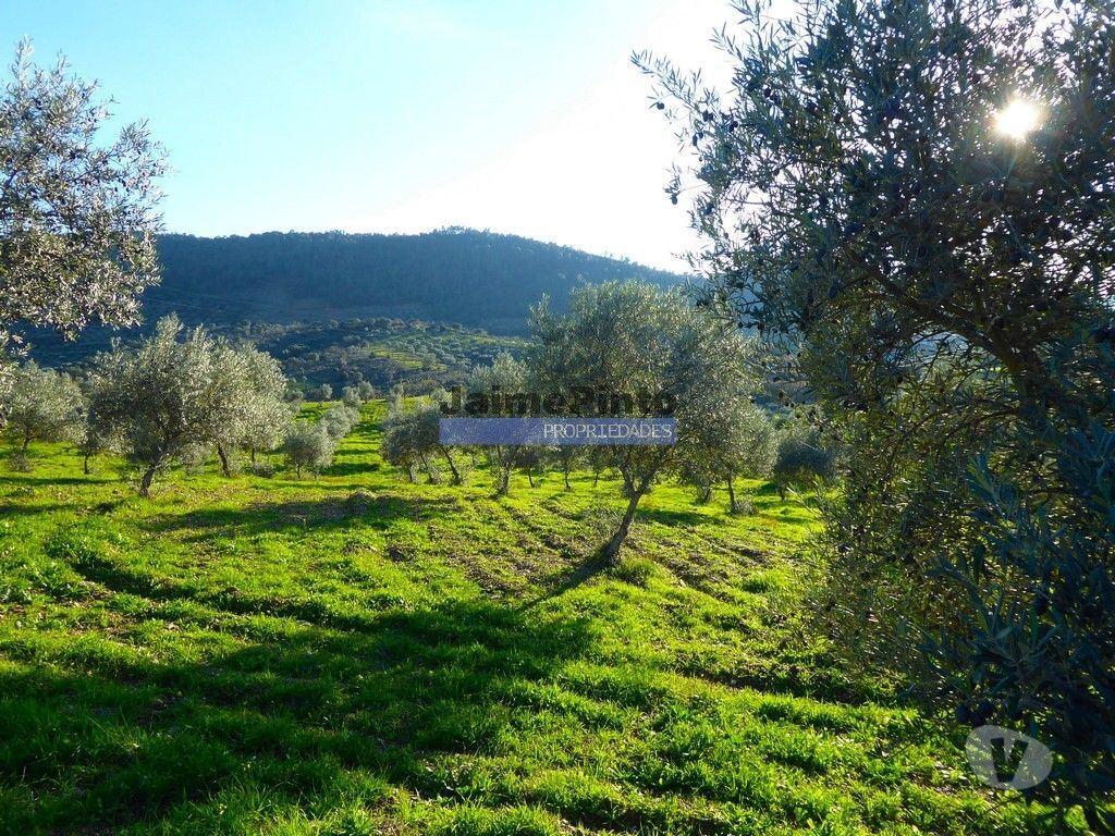 Terrenos Alfândega da Fé - Fotos para 88ha c Olival, Cortiça, Floresta e terra p novas plantações.
