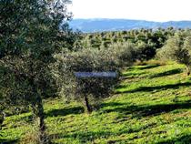 88ha c Olival, Cortiça, Floresta e terra p novas plantações.