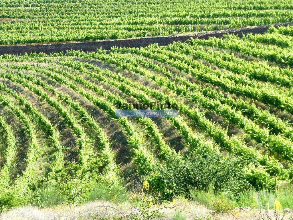 Terrenos São João da Pesqueira - Fotos para Propriedade de 14ha com Vinha no Douro. Portugal, S. João da