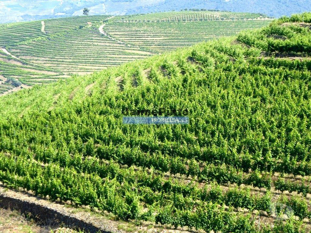 Terrenos São João da Pesqueira - Fotos para Propriedade de 14ha com Vinha no Douro. Portugal, S. João da