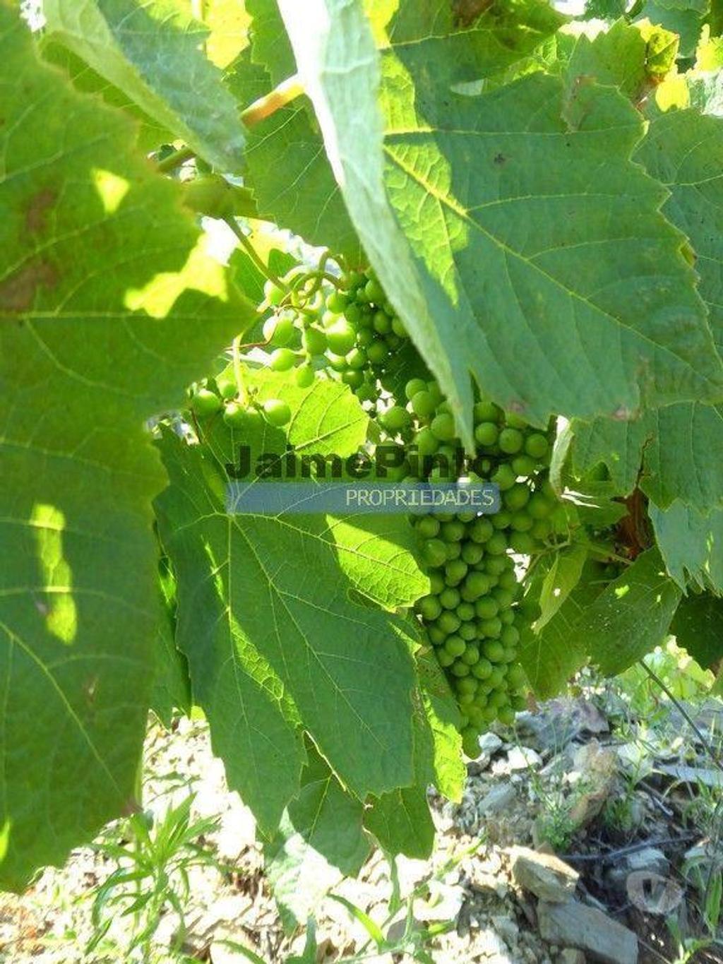 Terrenos São João da Pesqueira - Fotos para Propriedade de 14ha com Vinha no Douro. Portugal, S. João da