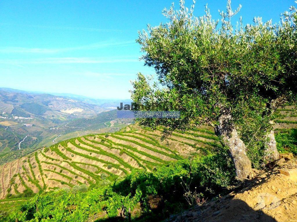 Terrenos São João da Pesqueira - Fotos para Propriedade de 14ha com Vinha no Douro. Portugal, S. João da