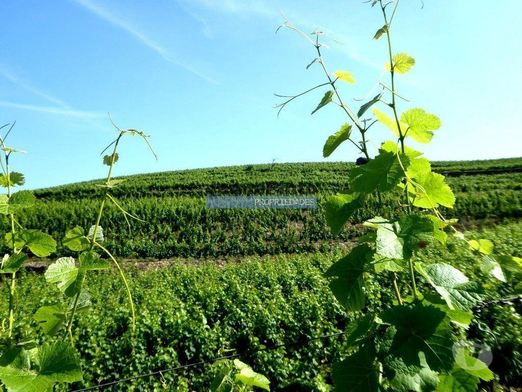 Terrenos São João da Pesqueira - Fotos para Propriedade de 14ha com Vinha no Douro. Portugal, S. João da