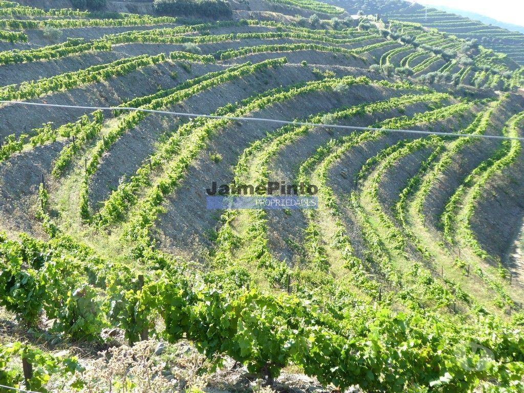 Terrenos São João da Pesqueira - Fotos para Propriedade de 14ha com Vinha no Douro. Portugal, S. João da