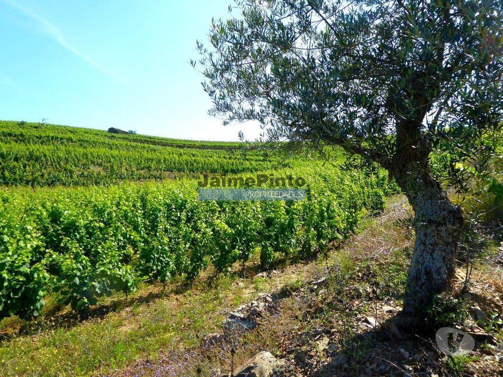 Terrenos São João da Pesqueira - Fotos para Propriedade de 14ha com Vinha no Douro. Portugal, S. João da