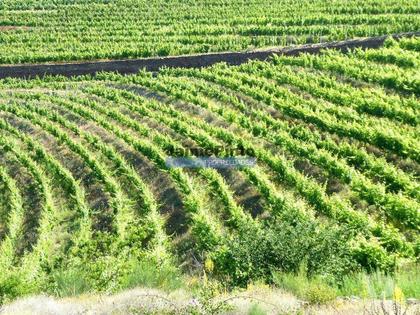 Terrenos a venda - Fotos para Propriedade de 14ha com Vinha no Douro. Portugal, S. João da