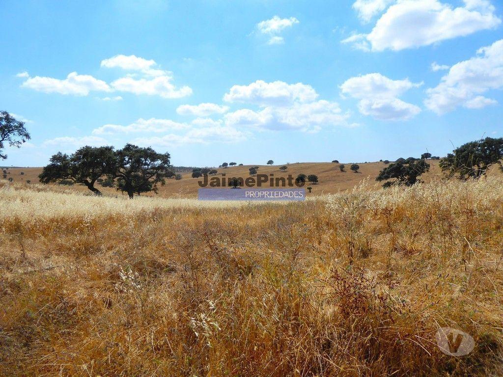 Terrenos Almodôvar - Fotos para Herdade 162,5ha no Alentejo. Portugal, Beja, Almodôvar. (9445_T)