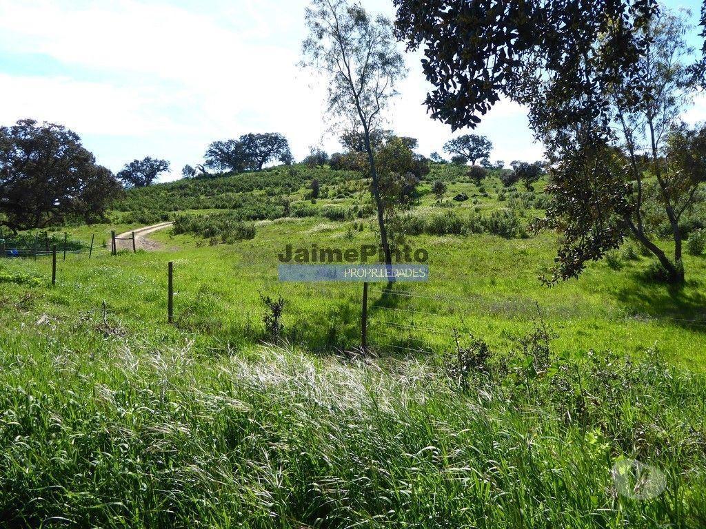 Terrenos Almodôvar - Fotos para Herdade 162,5ha no Alentejo. Portugal, Beja, Almodôvar. (9445_T)