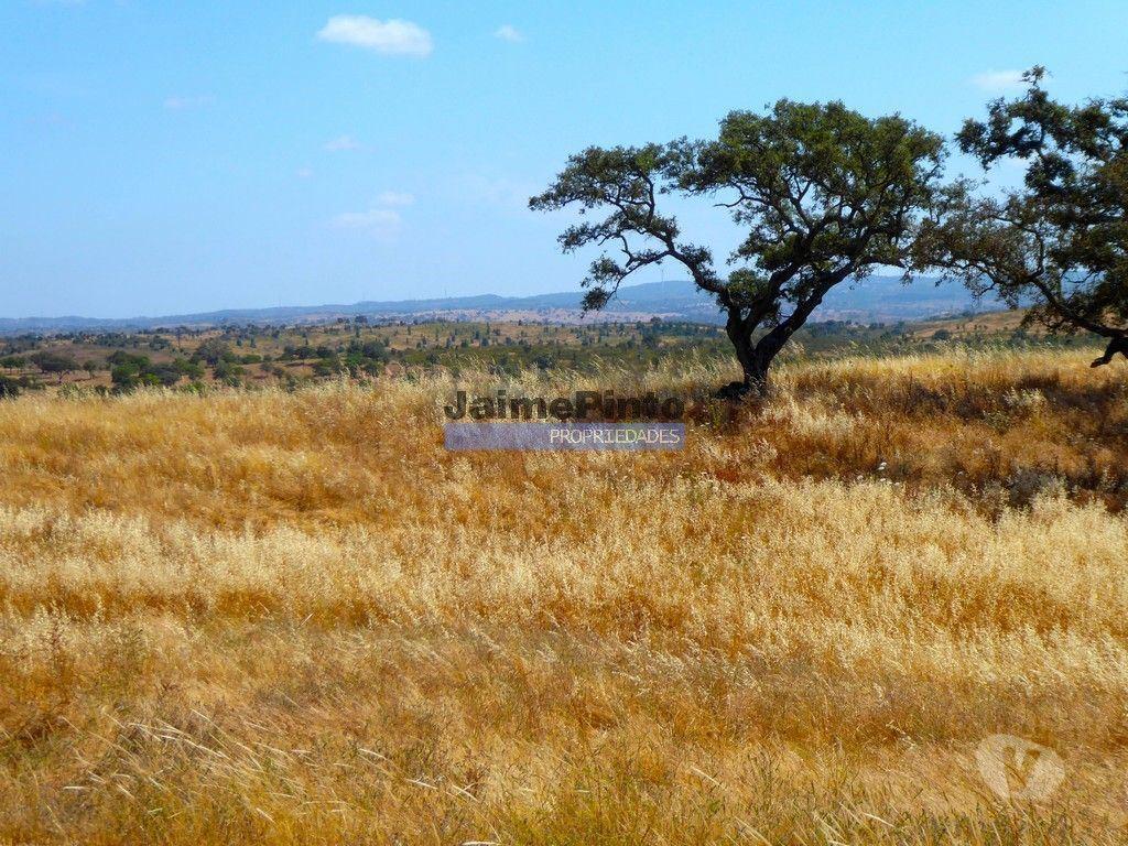 Terrenos Almodôvar - Fotos para Herdade 162,5ha no Alentejo. Portugal, Beja, Almodôvar. (9445_T)