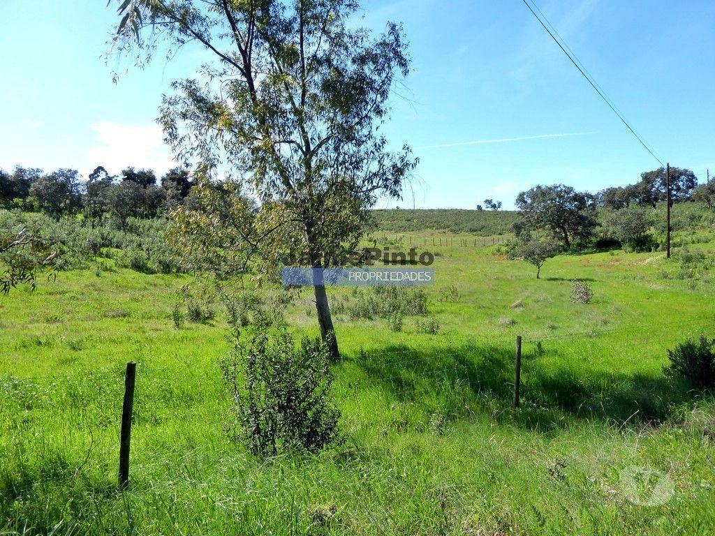 Terrenos Almodôvar - Fotos para Herdade 162,5ha no Alentejo. Portugal, Beja, Almodôvar. (9445_T)