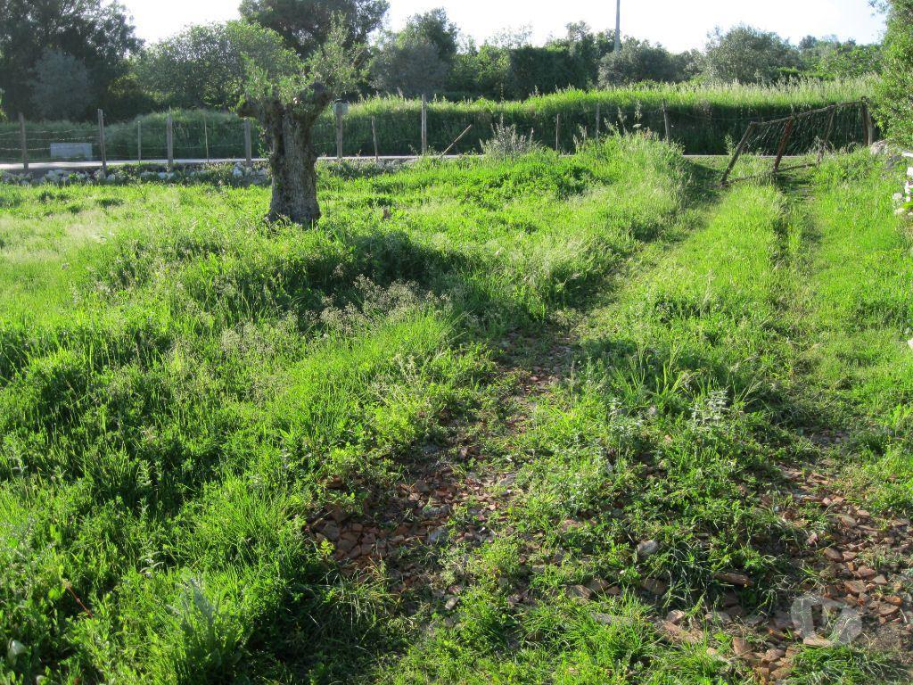 Terrenos Tomar - Fotos para Tomar-TERRENO AGRÍCOLA. POÇO. ÁRVORES. RESERVATÓRIO. (1934)