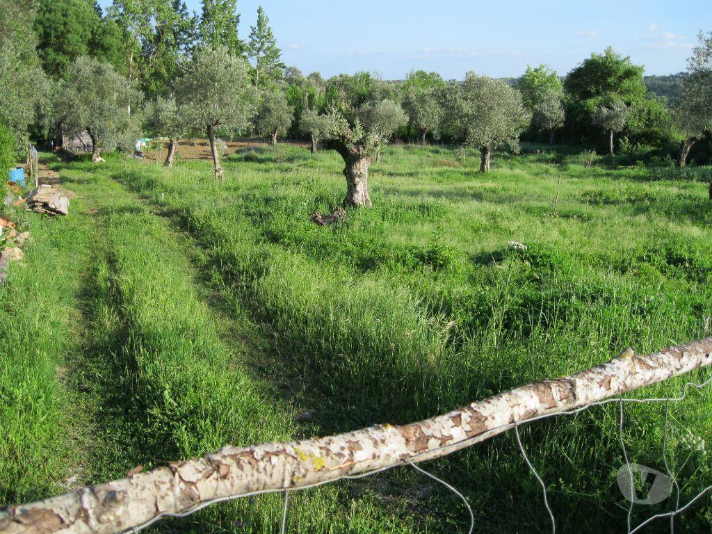 Terrenos Tomar - Fotos para Tomar-TERRENO AGRÍCOLA. POÇO. ÁRVORES. RESERVATÓRIO. (1934)