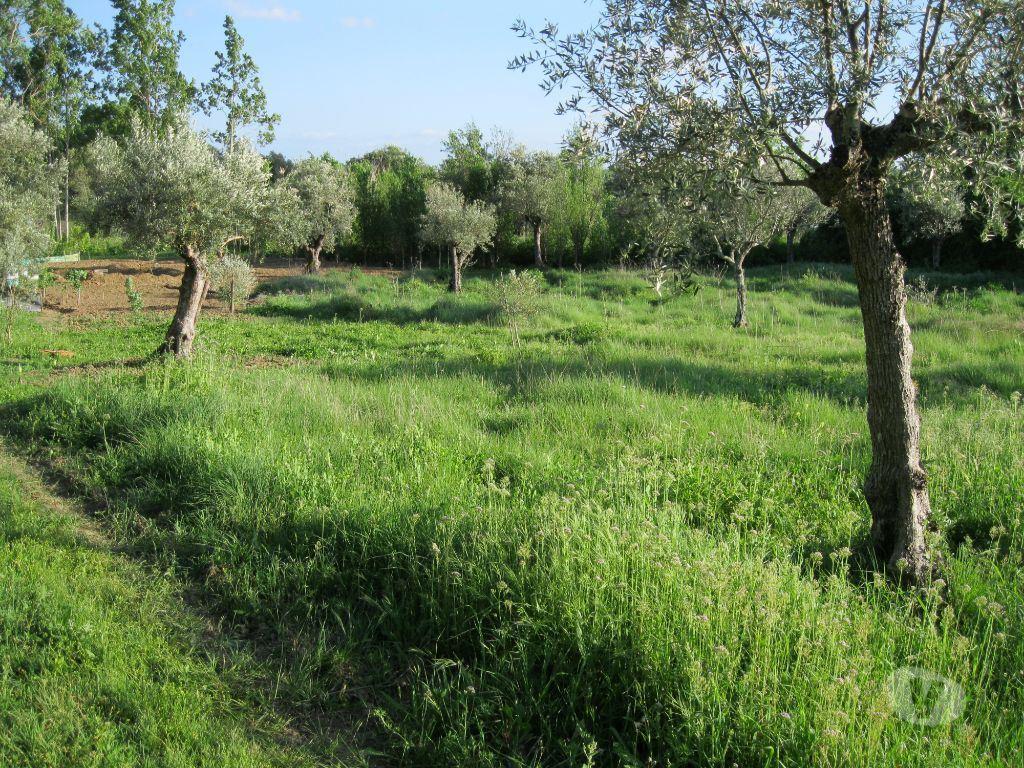 Terrenos Tomar - Fotos para Tomar-TERRENO AGRÍCOLA. POÇO. ÁRVORES. RESERVATÓRIO. (1934)