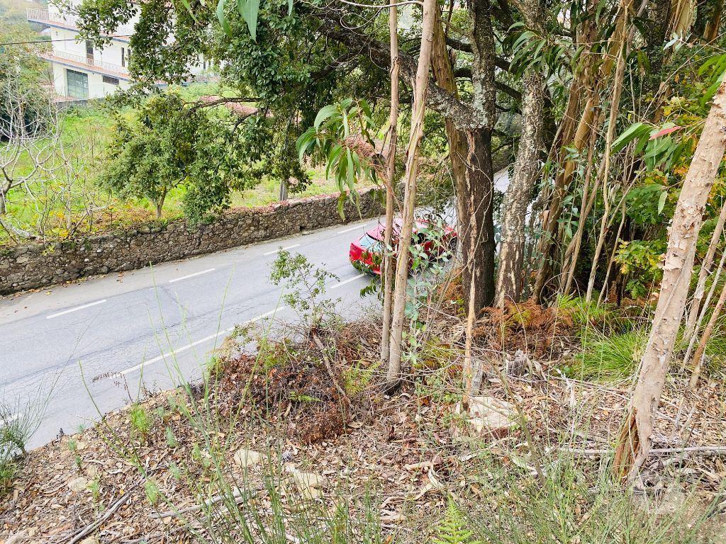 Terrenos Barcelos - Fotos para Terreno com 2600m2 de construção em Tamel S. Fins (PG0131)