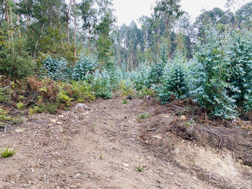 Terrenos Barcelos - Fotos para Terreno com 2600m2 de construção em Tamel S. Fins (PG0131)
