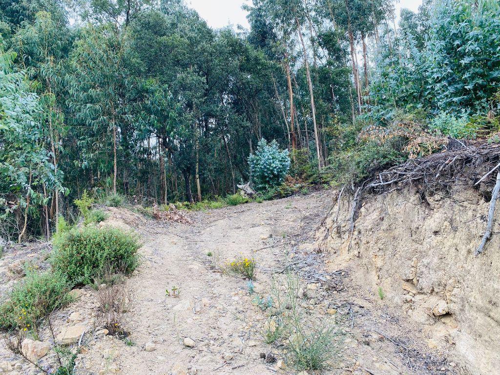 Terrenos Barcelos - Fotos para Terreno com 2600m2 de construção em Tamel S. Fins (PG0131)