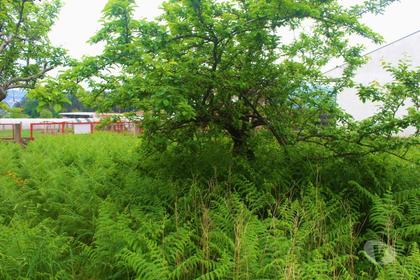 Terrenos - Fotos para Terreno de construção em Vila Frescainha de São Pedro - Barcelos