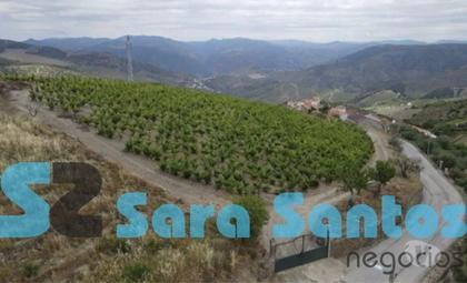 Terrenos a venda - Fotos para Quinta Alto Douro com Vinhas- São João Pesqueira (SS0589)