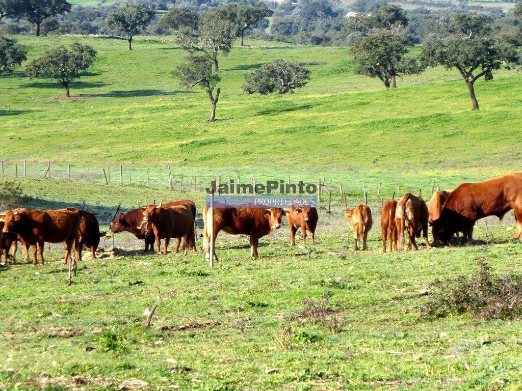 Terrenos Portalegre - Fotos para 241ha propriedade agrícola com barragens. Portugal, Portalegre,