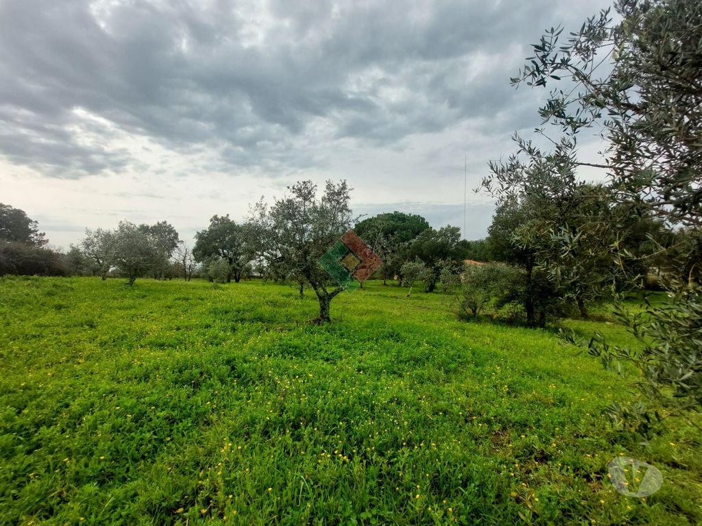 Terrenos Portalegre - Fotos para Quinta, para venda, Portalegre - Sé e São Lourenço (JL.11208)