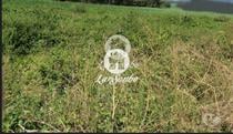 Terreno para construção de moradia em Barcelos
