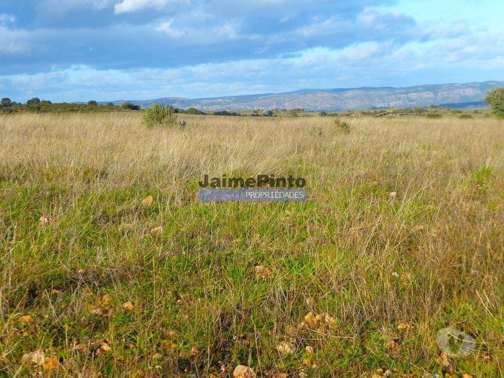 Terrenos Figueira de Castelo Rodrigo - Fotos para Terreno 210 000m2 p novas plantações, F. C. Rodrigo. Portugal,