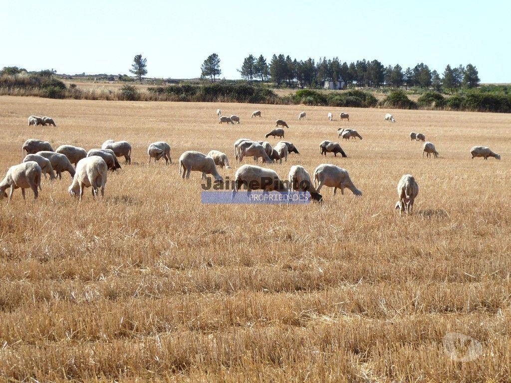 Terrenos Figueira de Castelo Rodrigo - Fotos para Terreno 210 000m2 p novas plantações, F. C. Rodrigo. Portugal,