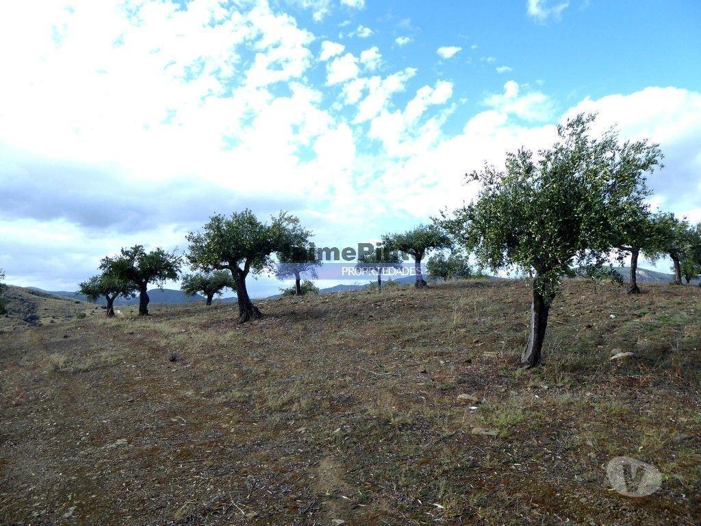Terrenos Figueira de Castelo Rodrigo - Fotos para 121.000m2 Olival, Amendoal, pequena Casa. Portugal, Guarda, F.