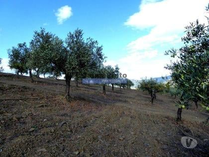 Terrenos e Quintas - Fotos para 121.000m2 Olival, Amendoal, pequena Casa. Portugal, Guarda, F.