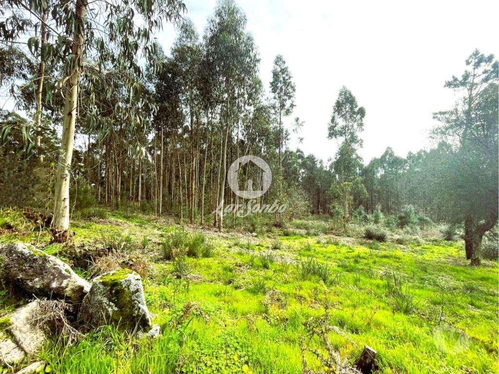 Terrenos Barcelos - Fotos para Barcelos-Terreno para construção em Barcelos (265-T-01446)