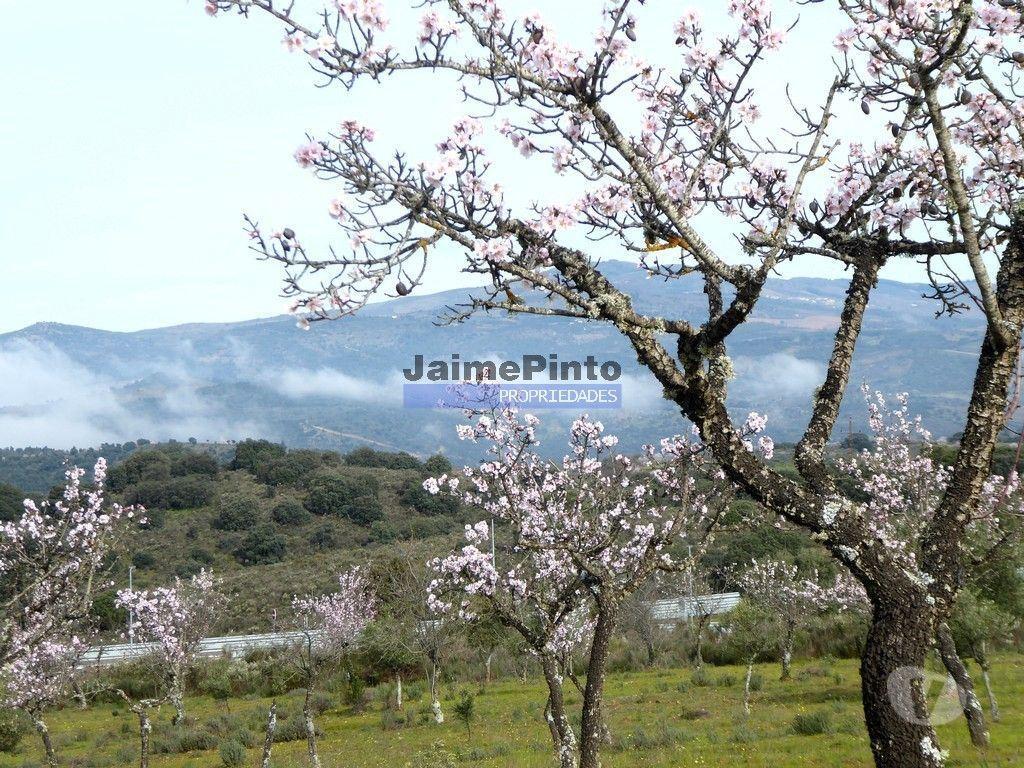 Terrenos Alfândega da Fé - Fotos para 5,99ha terra p construção Casa ou Hotel e agricultura.