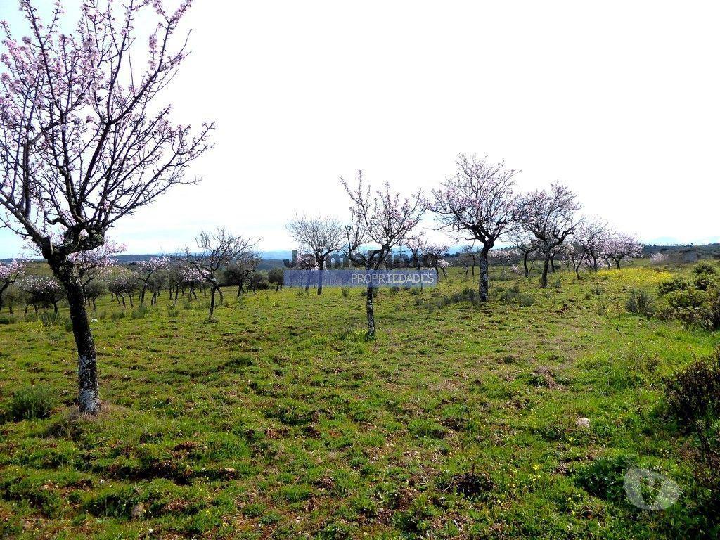 Terrenos Alfândega da Fé - Fotos para 5,99ha terra p construção Casa ou Hotel e agricultura.