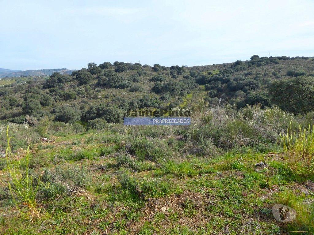 Terrenos Alfândega da Fé - Fotos para 5,99ha terra p construção Casa ou Hotel e agricultura.