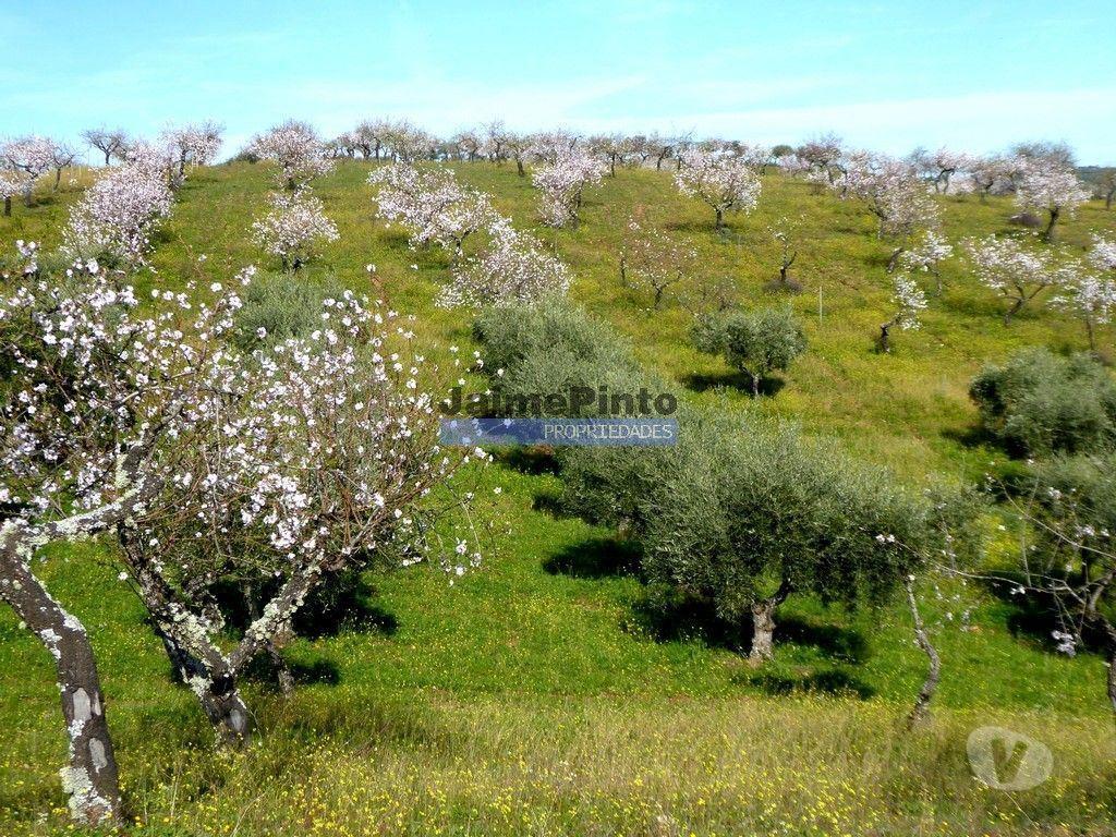 Terrenos Alfândega da Fé - Fotos para 5,99ha terra p construção Casa ou Hotel e agricultura.