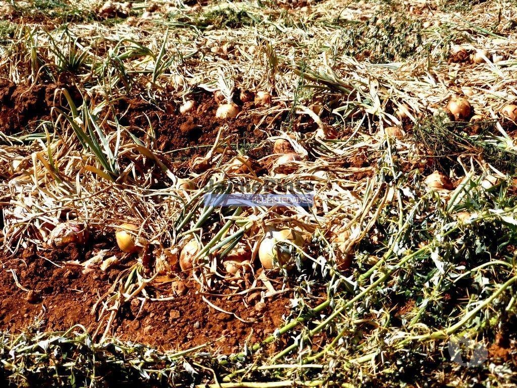 Terrenos Figueira de Castelo Rodrigo - Fotos para 30ha terra agrícola com água. Portugal, Figueira de Castelo