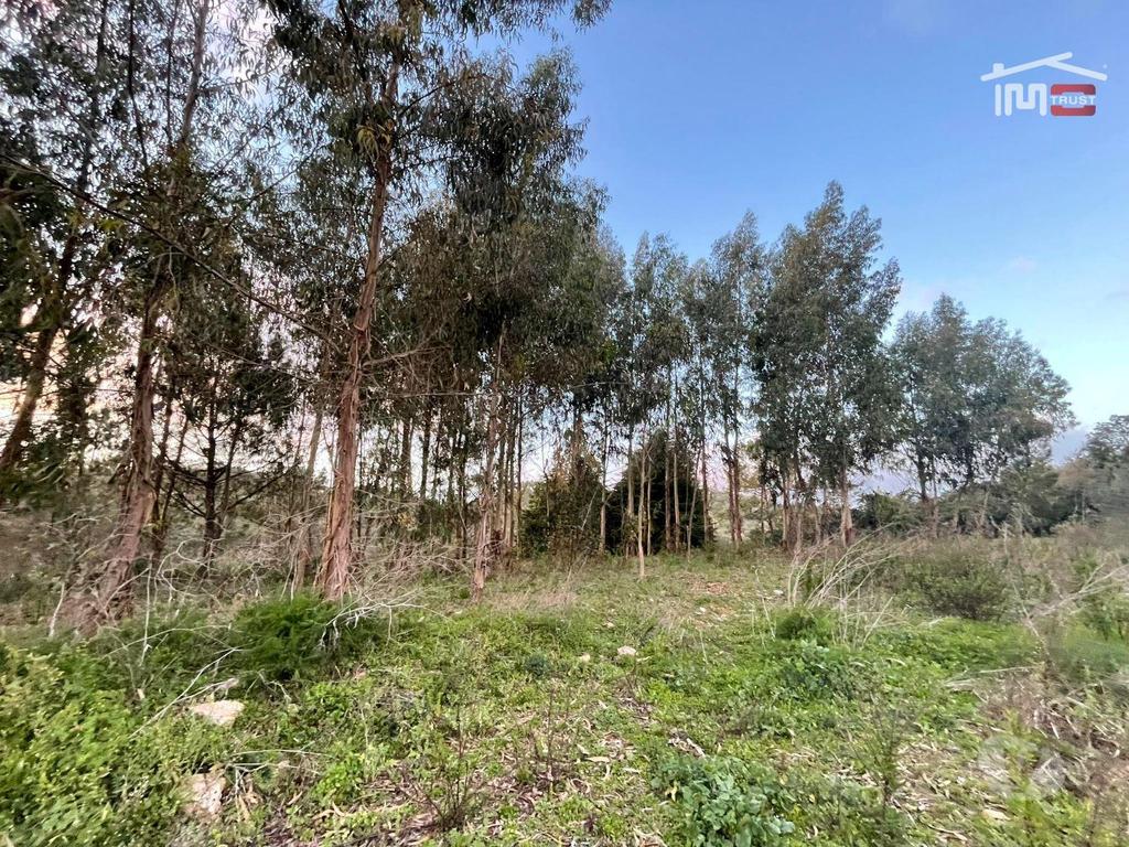 Terrenos Ourém - Fotos para Ourem-Terreno Rustico á entrada de Fátima (3-T-000106)