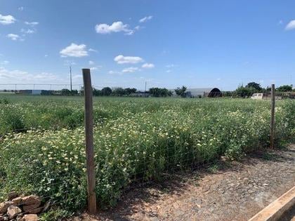 Terrenos e Quintas - Fotos para Loteamento moradias, para venda, Beja - Salvada e Quintos