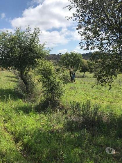 Terrenos a venda - Fotos para Herdade, para venda, Moura - Safara e Santo Aleixo da