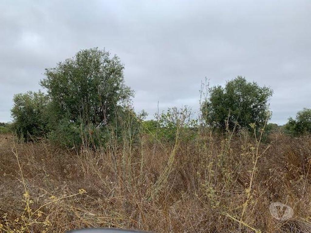 Terrenos Beja - Fotos para Beja-Quinta Alentejo com 5,6Ha (ALEN QUI 001 21)
