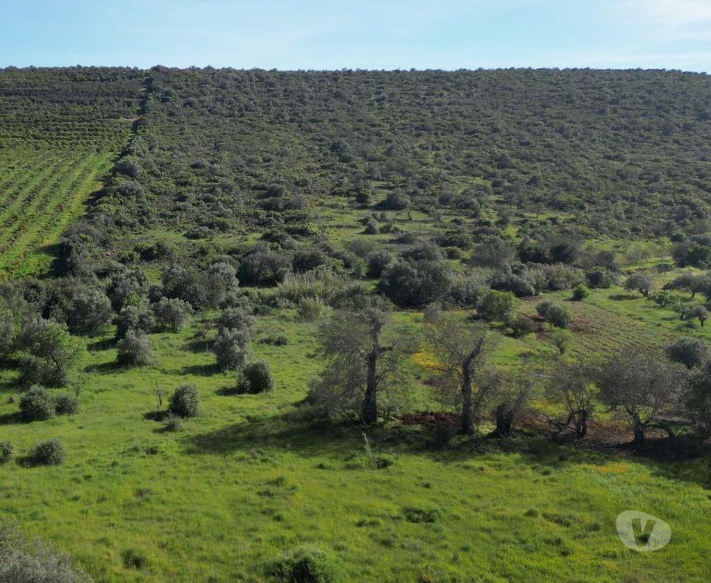 Terrenos Loulé - Fotos para Loule-Expansivo Terreno Rústico em Alte (ALBF 00106)