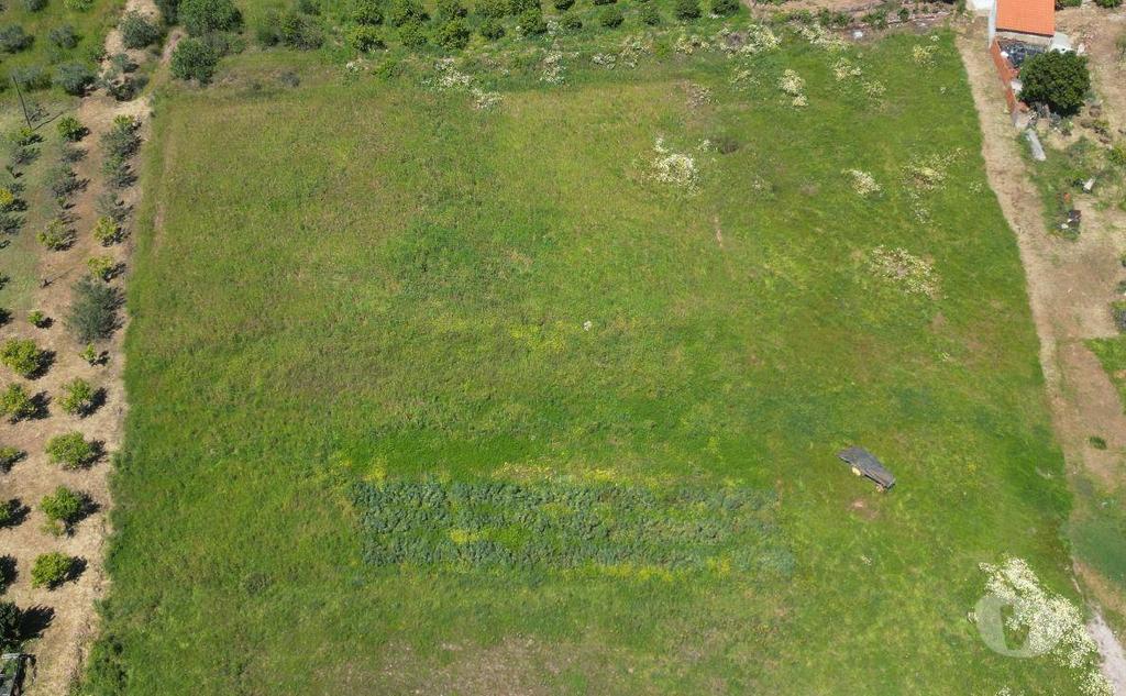 Comprar Loja Silves - Fotos para Terreno Urbano em Silves Grande Potencial para 18 Vivendas