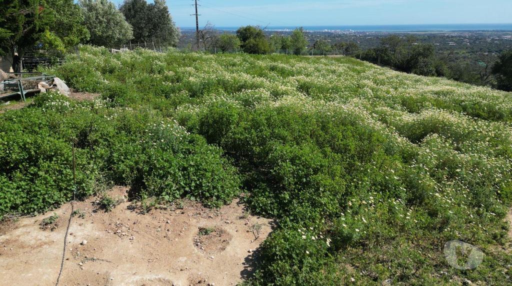 Terrenos Loulé - Fotos para Panorama Excepcional: Terreno Rústico com Vista Mar e Armazém