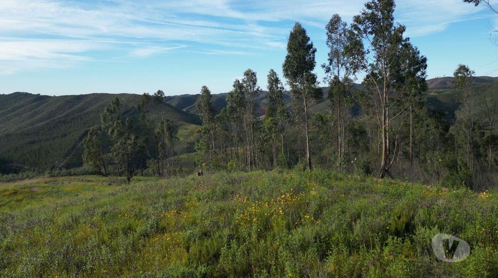 Terrenos Silves - Fotos para Terreno Exclusivo de 5 Hectares no Cume da Montanha Vista