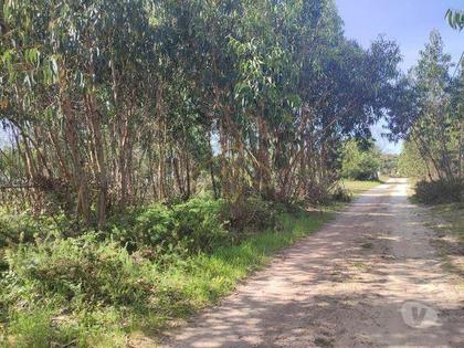 Terrenos - Fotos para Torres-vedras-Terreno Rústico em Cerca, Silveira (126801011-8)