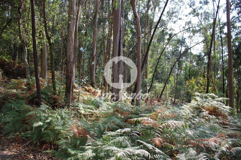 Terrenos Barcelos - Fotos para Barcelos-Bouça com 40 000 m2, em Barcelos (265-T-00335)